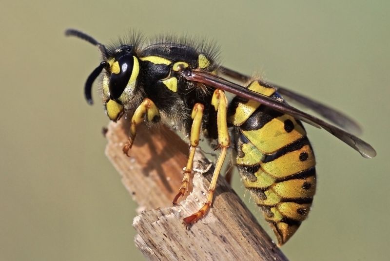 Stinging Insect Service