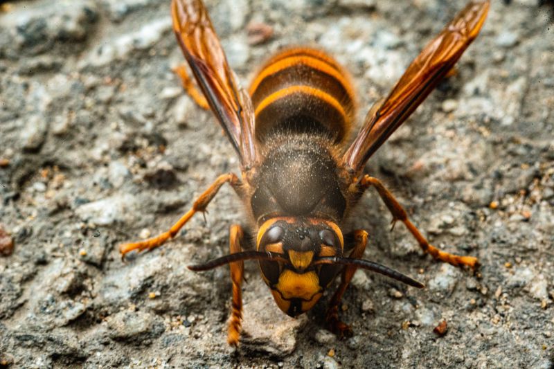Stinging Insect Service